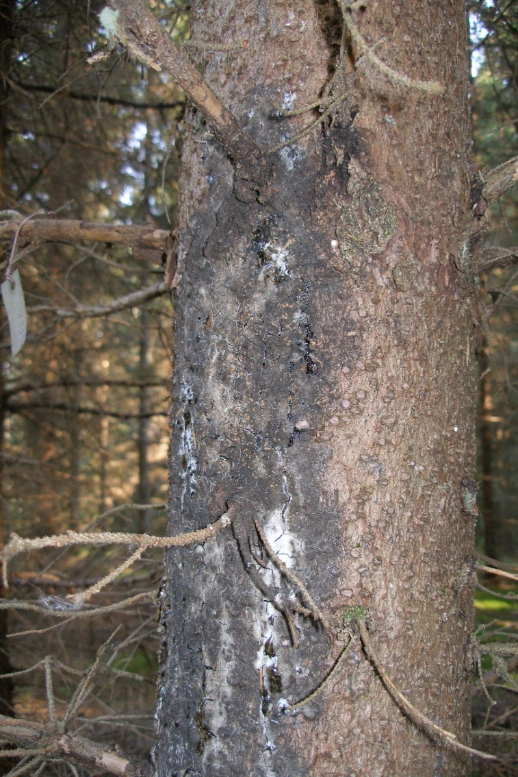 Mustakorohavainnot vuonna 2005 Pernajan 36-vuotiaan harvennetun alkuperäkokeen (provenienssikokeen) 270/04 mittauksessa havaittiin runsaasti korovaurioita.