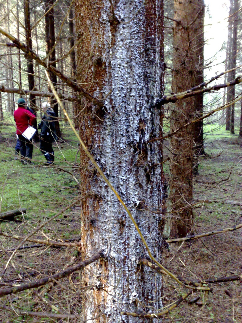 2008. Koroissa näkyy Neonectria