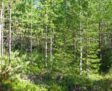 metsiköt Suomessa metsänomistajat päättävät metsiensä hoidosta