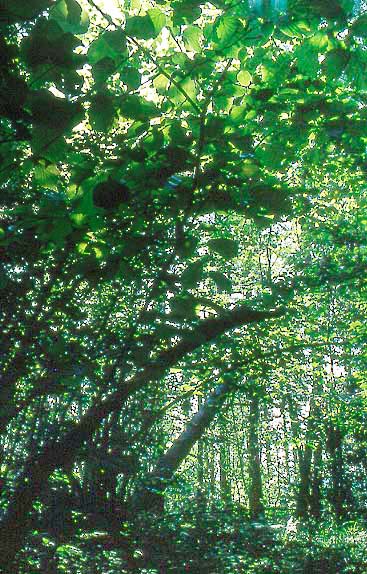 a) Luonnonsuojelulain 29 :n mukaiset suojellut metsäiset luontotyypit (LuonnonsL 1096/1996) 2/3 2.