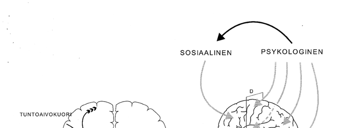 Hermoston välittäjäaineille, jotka siirtävät viestiä hermosolusta toiseen tai muuten vaikuttavat tähän siirtymiseen, on tärkeä merkitys kivun kokemisen