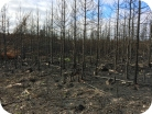 Hallituksen selvitys on valmis Syksyllä 2014 hallitus nimitti Aud Sjökvistin selvittämään metsäpalon yhteydessä tehtyä operatiivista toimintaa.