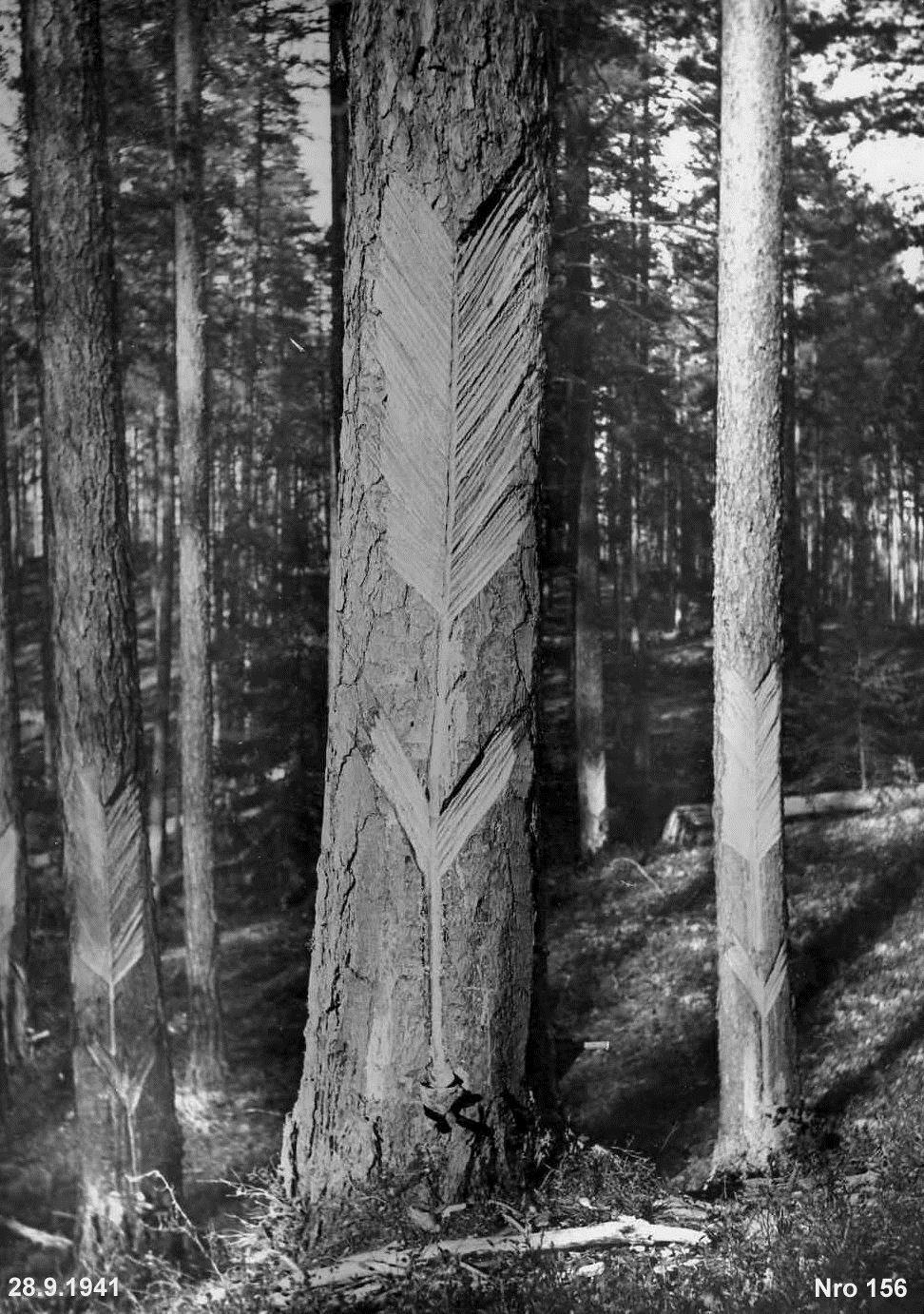 Nelkanjärvi Pihkakolhoosi on meille outo metsän hyödyntämisen muoto.