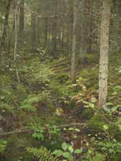 UOMAN PITUUS (km) 0,8 Myllylampi RAKENTEET 1 rumpu/putki ARVIO VEDEN LAADUSTA - Ei erityisiä luontoarvoja puroympäristön kannalta.