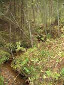 UOMAN PITUUS (km) 0 Juurakkolahti/Näsijärvi RAKENTEET 3 rumpua/putkea ARVIO VEDEN LAADUSTA Lievästi humuksinen Ei erityisiä luontoarvoja puroympäristön kannalta.