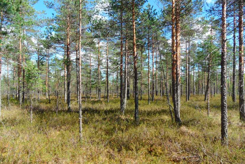 Kaakkosuo ja Tupasuo Suunnittelualueen eteläosassa sijaitseva Kaakkosuo on eteläisiä osia lukuun ottamatta ojitettu.