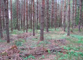 Tuulivoimalalta 1 tuulivoimalalle 2 johtava huoltotieyhteys Voimalapaikan 2 eteläpuolella puusto on varttunutta mustikkatyypin (MT) kasvatusmetsämännikköä, joka tilanrajalta muuttuu hakkuukypsäksi