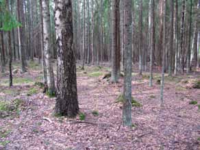 Tuulivoimala 4 Tuulivoimala ja huoltotie sijoittuvat nuoreen, muutama vuosi sitten istutettuun kuusitaimikkoon. Sekapuuna kasvaa lehtipuuvesaikkoa.