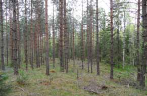 Forssa Tuulivoimala 16 Tuulivoimala sijoittuu vanhalle metsänuudistusalalle, jolle on jätetty yksittäisiä ylispuumäntyjä.