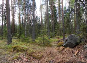 Tuulivoimala 24 Tuulivoimala ja huoltotie sijoittuvat järeäkasvuiseen, puolukkatyypin (VT)