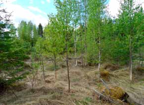 Kenttäkerroksessa vallitsevat puolukka, mustikka, metsätähti ja metsälauha.