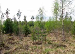 Kenttäkerroksen valtalaji on metsäkastikka, yleisiä lajeja ovat lisäksi sananjalka, valkovuokko, puolukka, ahomansikka ja kevätpiippo.