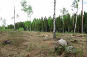 Puusto on lehtipuuvesaikkoa ja pihlajaa, kenttäkerroksessa kasvaa vadelmaa.