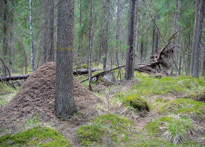 SYYSKUU 2007 Kuva: URPU-KAARINA YLI-LAURILA Luontoelämykset kannustavat lapsiakin suojeluun Suomenhevonen on kaunis ja