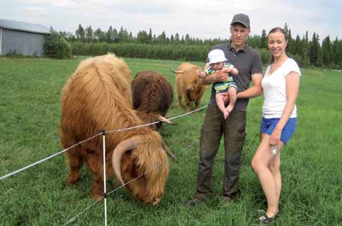 SATSAR PÅ NÄRODLAT Daniel Antfolk i Rangsby gör en satsning på lokalt producerad mat. Han har gått in för uppfödning av en gammal köttras som heter Highland cattle. Det är en skotsk ras.