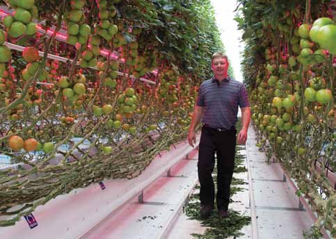 Som ett komplement till HPS-belysningen - den man använder i dagens växthus gör man nu försök med LED-belysning. Med den kan de lägre delarna av plantan också få tillräckligt med ljus.