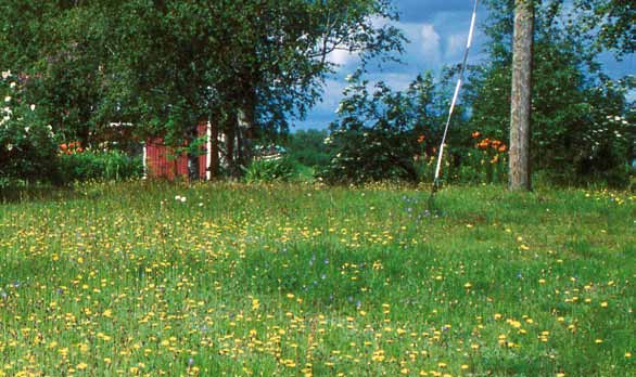 Niityistä rikkaimpia ovat kuivat niityt eli kedot. Ketoja syntyy kallioiden päälle ja hiekkapohjaisille maille.