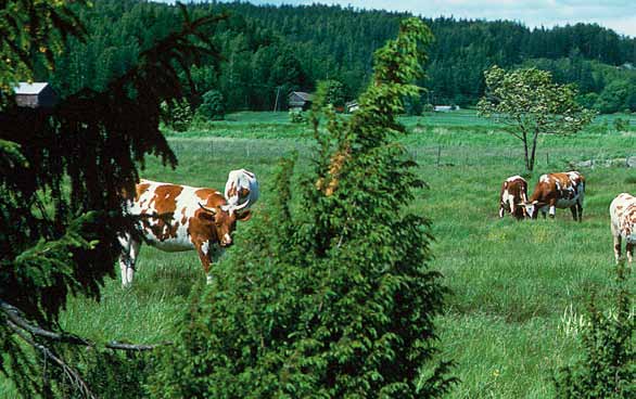 Kunnostaminen palauttaa alueen arvoja Monet maatalousalueiden arvokkaat kohteet ovat aikojen kuluessa jääneet hoidon ulkopuolelle.