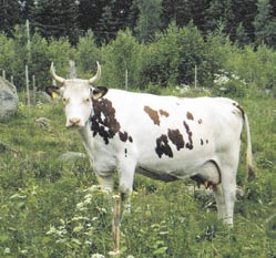 Tiloilla työskenteleminen vaatii paljon ahkeruutta ja säännöllisyyttä, mutta nyt hyvät lukijat, nauttikaa kuvista lehmiä laitumella.