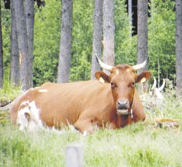 Tunne kevään ja kesän tuoksut, kuule lehmien leppoisat liikkeet ja huomaa lehmien kauneus ja hyvyys.