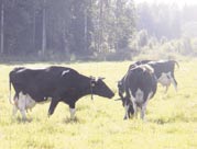 S.S Koti löytyi PIRTTIKOSKELTA Lupasinpa minäkin tuoda aineksia tähän lehtisalaattiin.