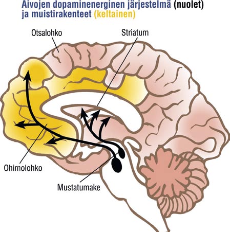 MIKSI PARKINSONIN TAUDISSA KEHITTYY MUISTIONGELMIA? Parkinsonin taudissa ilmenevien tiedonkäsittelyongelmien perustaa ei vielä täysin tunneta. Taustalla saattaa olla monen eri tekijän yhteisvaikutus.