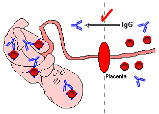 aiemmat immunisoivat tapahtumat raskaudet, synnytykset äskettäiset