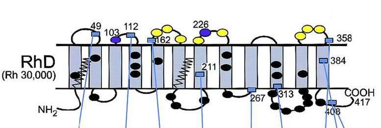 RhD haasteet D-antigeeni on immunogeenisin punasoluantigeeni punasoluissa jo 8.