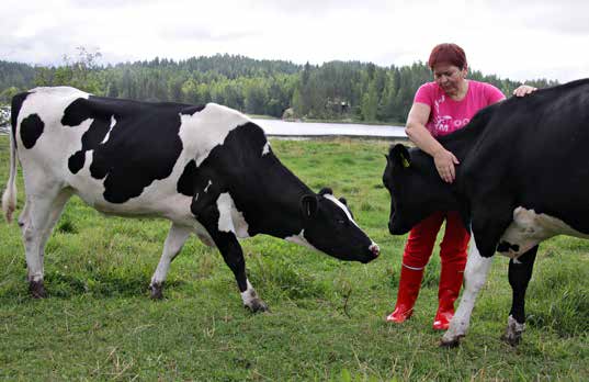 Sopivia peltolohkoja vuokrataan tai toimitaan yhteistyössä jopa samalla lohkolla, niin että toinen tuottaja on asiantuntija toisen kasvin osalta ja toinen toisen.