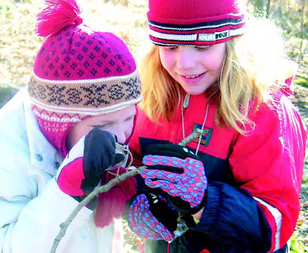 Viljelty puu tai kestävä metsänhoito -merkinnät eivät vielä takaa puun kestävää ja laillista alkuperää. Vaadi nähdä FSC-merkintää koskeva todistus.