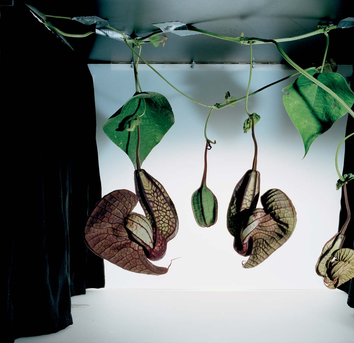 10 KATSAUS 1/2014 HYVINVOINNIN TALOUSLEHTI SANNA KANNISTO: ARISTOLOCHIA GORGONA, 2003, C-PRINT ON ALUMINUM, FRAMED, 75 X 94 CM, EDITION OF 7 Valokuvataiteilija Sanna Kanniston (s.