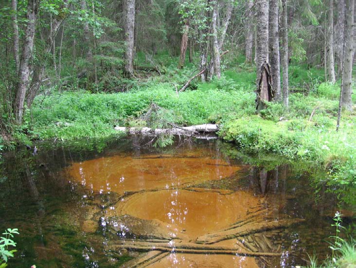 .5.3 Uhrilähde ja Kylmänmyllynlähde Kunta: Jämijärvi Natura-alue: Hämeenkangas FI0004 (osin) Suojelualue: Hämeenkankaan pohjoispuolella sijaitsevat, erittäin runsastuottoiset Uhrilähde ja