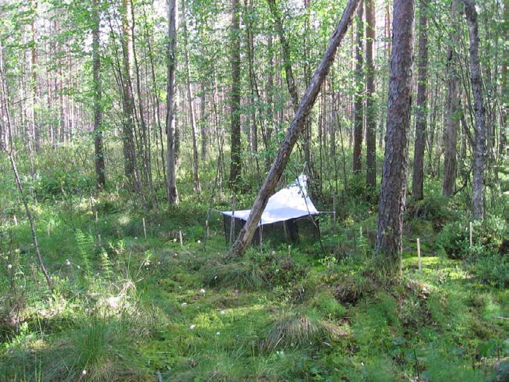 .5.4 Poljankeidas Kunta: Jämijärvi Natura-alue: Suojelualue: Poljankeidas on pienialainen, antoisuudeltaan vaatimaton, mesotrofinen lähdesuo tupasvillarämeen laidalla.