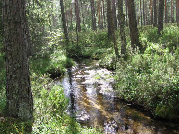 Hyönteisselvityksessä lähteiköstä havaittiin kahdeksan vaatimatonta, yhden pisteen lähdelajia sekä kahden ja kolmen pisteen vaaksiaislajit Paradelphomyia fuscula ja Gonomyia dentata.