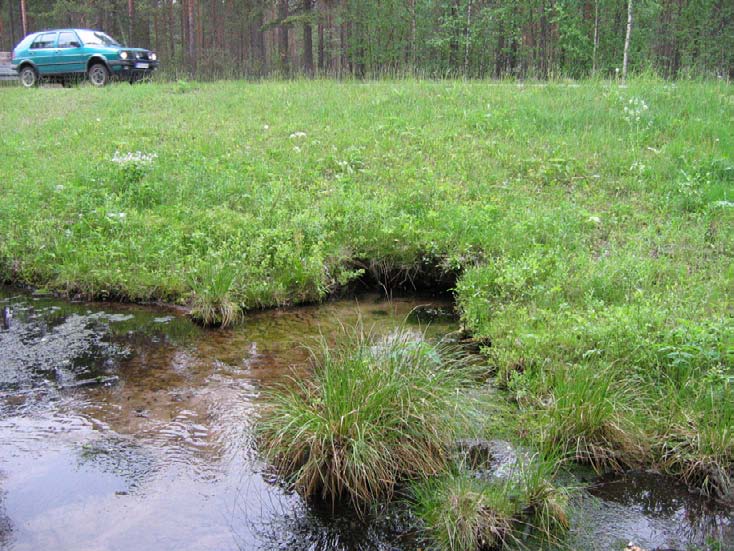 Kuva. Lähdesaraa Yskänlähteen laskupurossa Parkanon Porintien alapuolella. Jari Ilmonen 008.