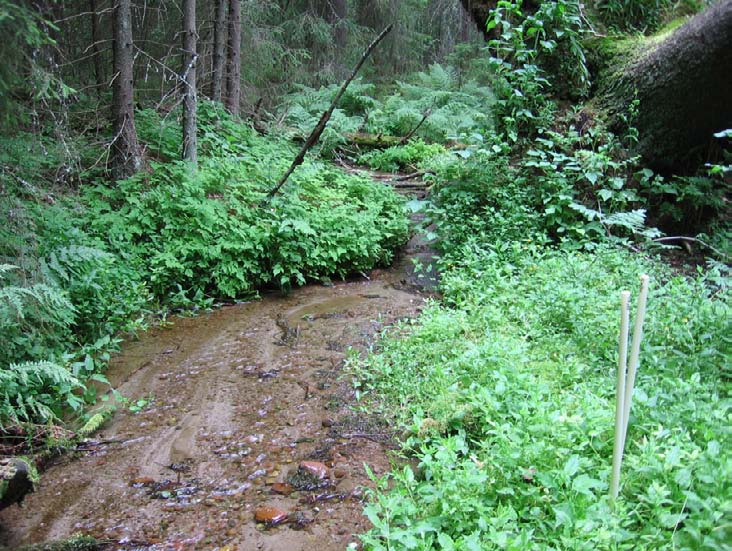 .5.7 Mölkkärinlähde Kunta: Kankaanpää Natura-alue: Suojelualue: Mölkkärinlähde koostuu hiekkapohjaisesta purosta (kuva 4), joka syntyy laajalta hiekkapohjaiselta alueelta tihkumalla ja häviää