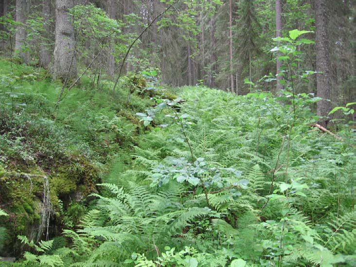 Kuva. Vanha tieura on lähteinen ja umpeenkasvava. Riikka Juutinen ja Ulla Haapaniemi 008. ras, mesiangervo, käenkaali, isoalvejuuri (Dryopteris expansa) ja leskenlehti.