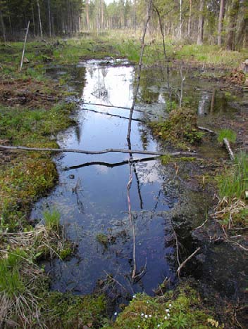 Talvella 00 00 ennallistettu alue on rajattu katkoviivalla. Veden virtaussuunta ennallistamisalueella on kaakosta luoteeseen. Lähde: Ilmonen ym. 006a.