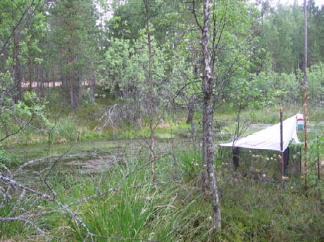 .5. Karhulankeidas Kunta: Kankaanpää Natura 000 -alue: Pohjankangas FI0000 Suojelualue: Karhulankeitaan mesotrofinen lähteikkö koostuu kaksiosaisesta lähdeallikosta varputurvekankaan ja