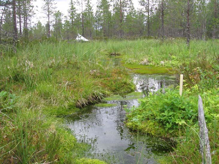 isonäkinsammalvaltainen. Jari Ilmonen 008. Kuva 0.