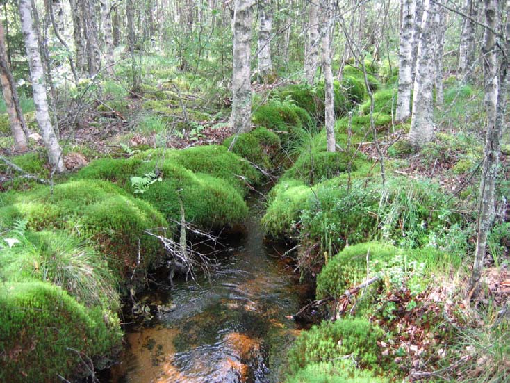 leveänä, matalana ja tihkupintareunaisena.