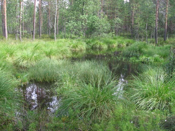 melko selvää ilmeten lähdesaran runsaina kasvustoina (kuva 39) sekä muutamien muiden lähteitä elinympäristönään suosivan lajin esiintymisenä.