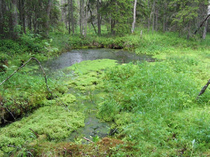 Kuva 48. Peräkorven ojitusalueen sisälle jäävä edustava allikkolähde ruoho- ja heinäkorvessa. Jari Ilmonen 008. mm. suokeltto ja hetekuirisammal.