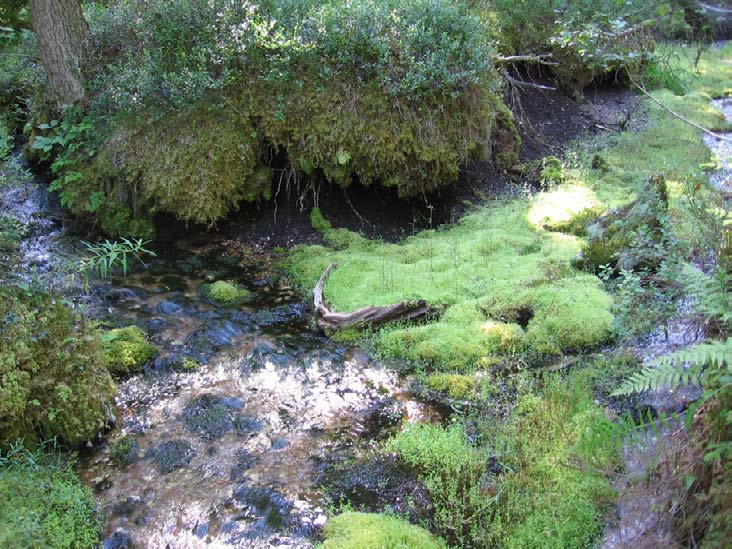 .5. Huhtakorpi Kunta: Isojoki Natura-alue: Lauhanvuori FI80000 (osin) Suojelualue: Lauhanvuoren kansallispuisto Huhtakorpi on edustava ja laaja lähdevaikutteisen ojan ympärille keskittyvä