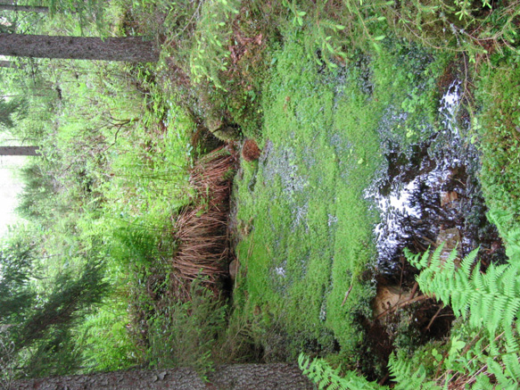 risammal, hetesirppisammal, heterahkasammal, purolähdesammal, purolitukka, käenkukka, kevätlinnunsilmä (Chrysosplenium alternifolium), hetekaali ja suokeltto.