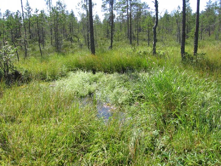 .5.3 Kärkikeidas N Kunta: Kauhajoki Natura-alue: Lauhanvuori FI80000 Suojelualue: Lauhanvuoren kansallispuisto Kärkikeidas N:n lähteikkö sijaitsee kankaan ja suon rajalla.