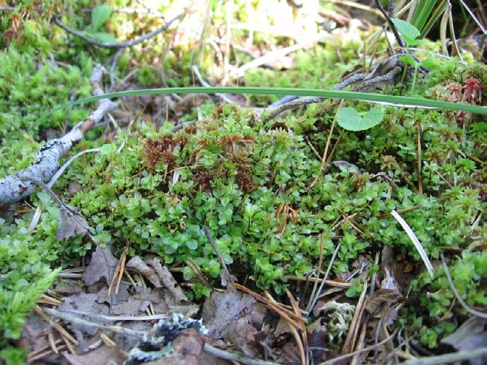 .5.4 Kärkikeidas SW Kunta: Kauhajoki Natura-alue: Lauhanvuori FI80000 Suojelualue: Lauhanvuoren kansallispuisto Oligotrofisen rimpinevarämeen keskellä olevassa kuivemmassa saarekkeessa sijaitseva