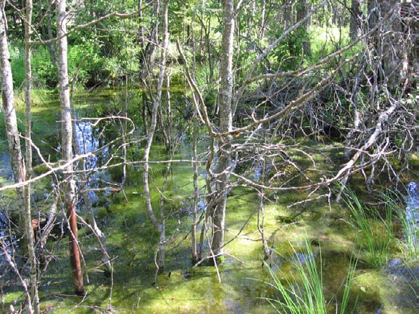 .5.6 Pimiäkorpi I Kunta: Karvia Natura-alue: Kauhaneva Pohjankangas FI080000 ja FI0800003 Suojelualue: Kauhanevan Pohjankankaan kansallispuisto Ennallistetulla suolla sijaitseva mesotrofi nen