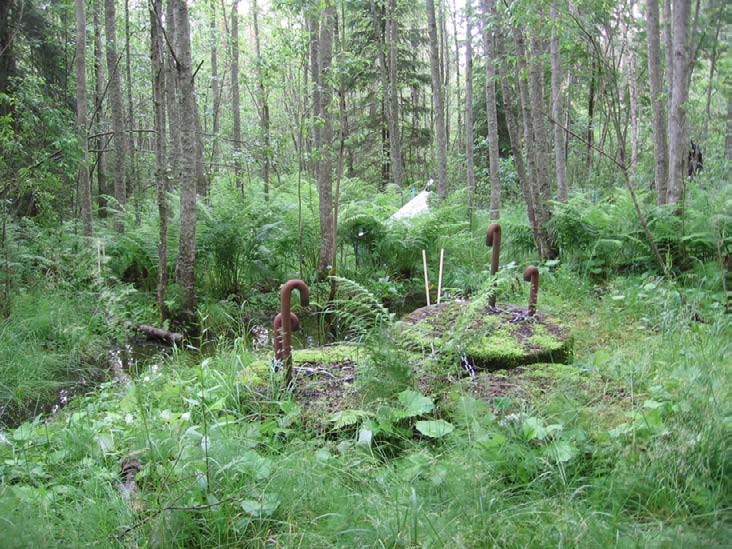 Kuva 89. Kaivojen alta alkava tihkupinta sijaitsee saniaistyypin lehdossa. Riikka Juutinen ja Ulla Haapaniemi 008.