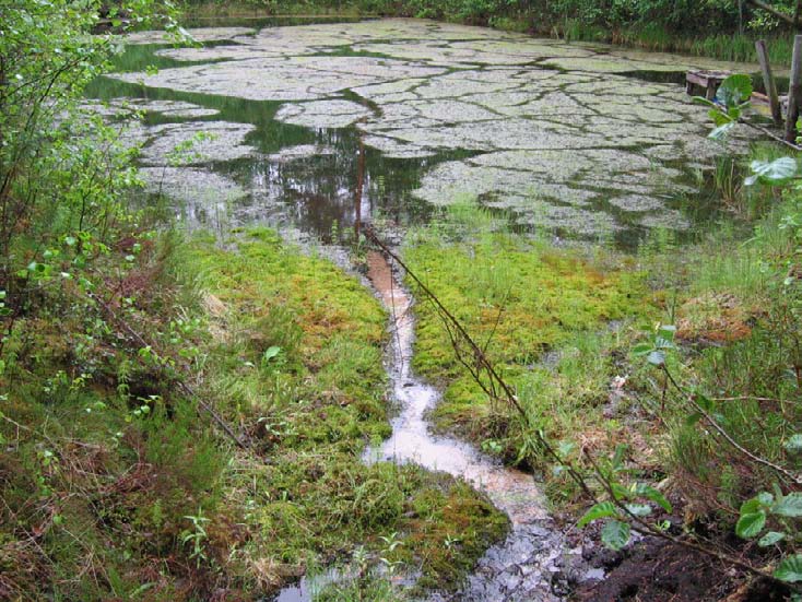 .5. Hämeenkangas S III Kunta: Kankaanpää Natura-alue: Suojelualue: Ruunahovin metsästysmajan eteläpuolella sijaitsevan mesotrofisen lähteikön pinta-alasta suurimman osan muodostaa virkistyskäyttöä